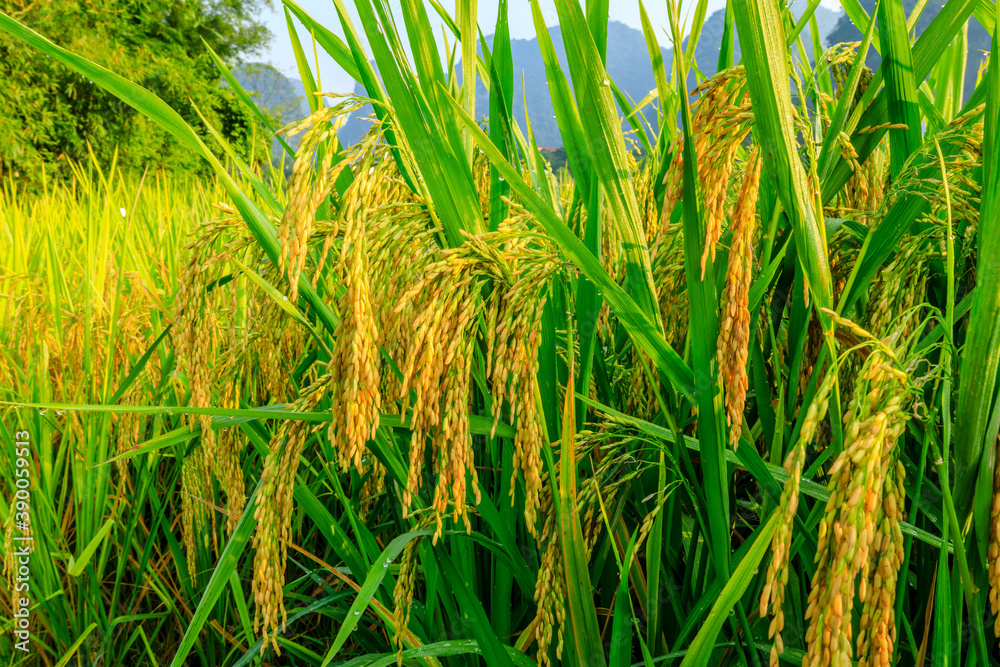 Ripe rice field and mountain natural scenery in Guilin,China.