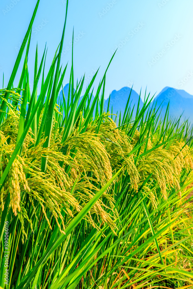 Ripe rice field and mountain natural scenery in Guilin,China.