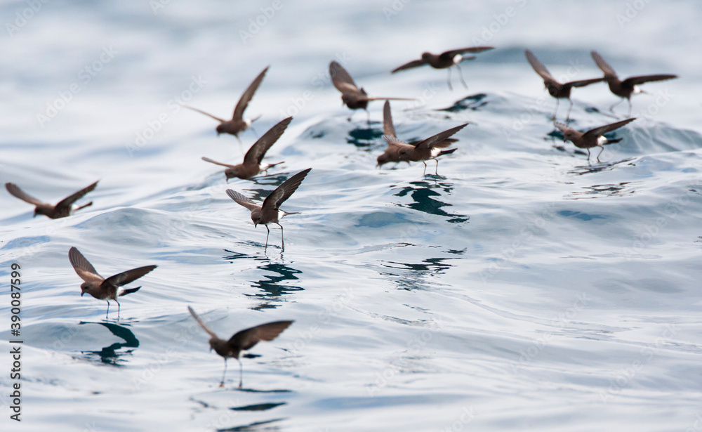 Sierlijk stormvogeltje, Elliots Storm-Petrel, Oceanites gracili