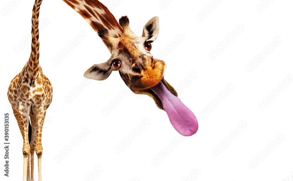 Funny photo of giraffe stick out longue tongue isolated on white