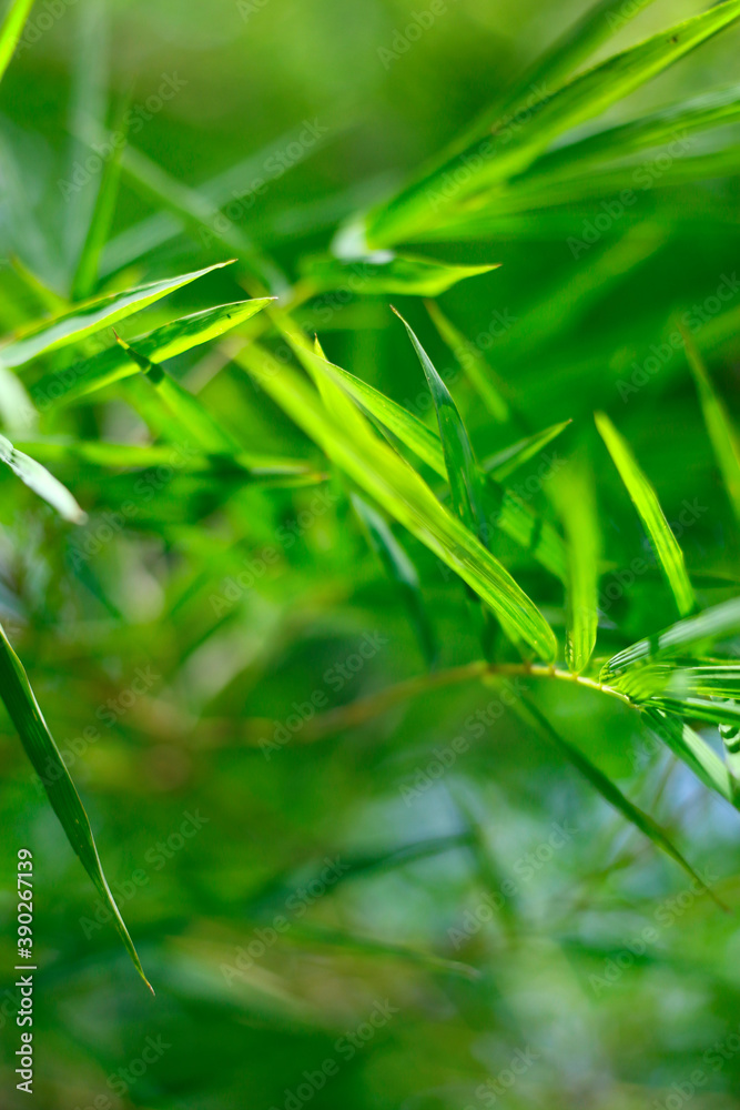 热带雨林中的绿色竹叶特写