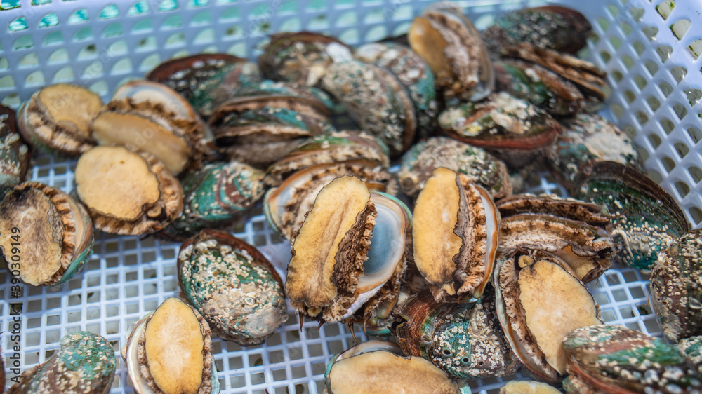 Fresh abalone in the fish market