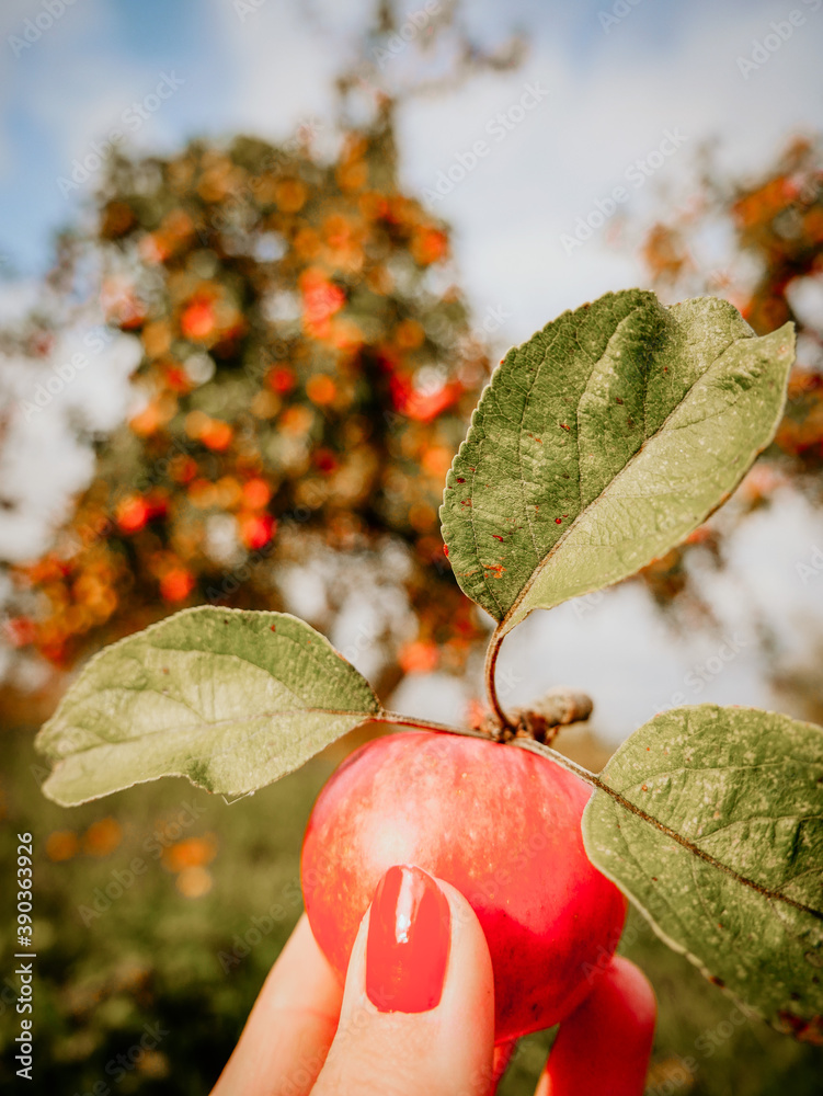 Apfel