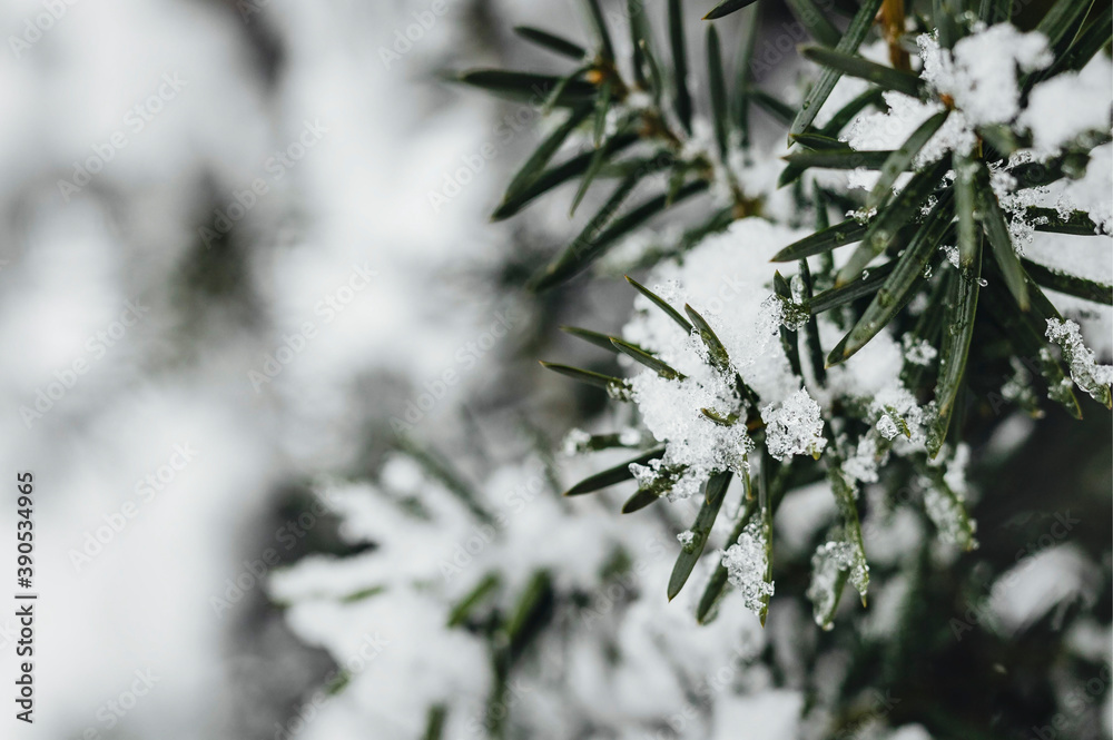 Closeup of spruce covered with snow