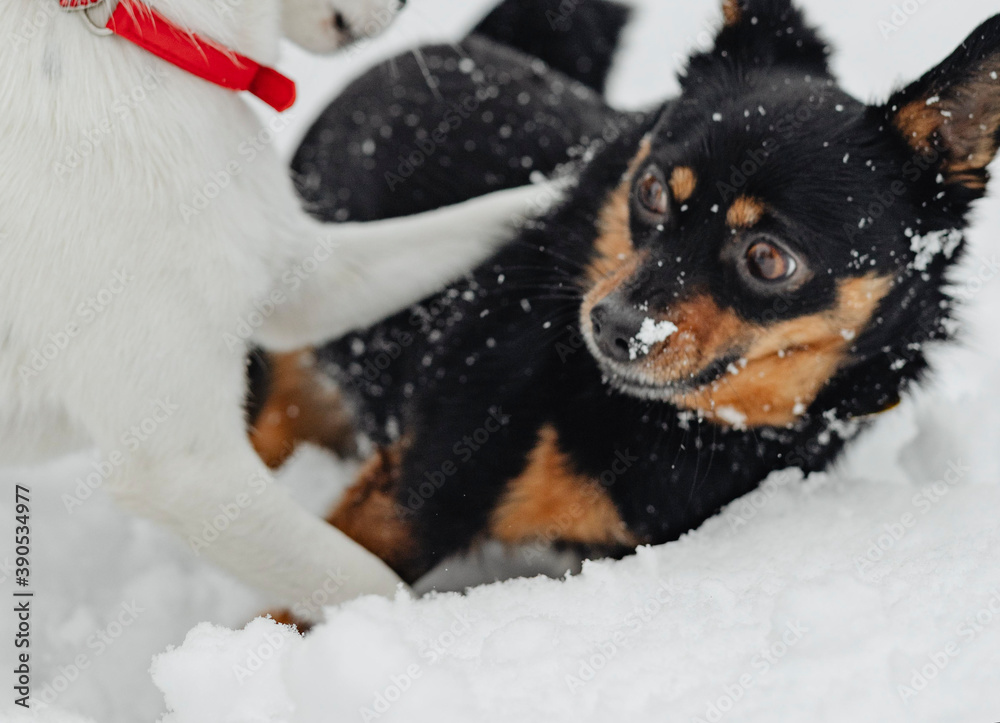 Dogs playing in a snowy park