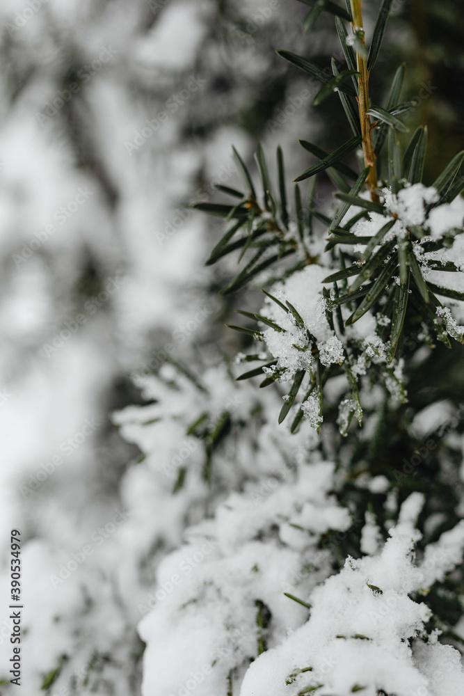 被雪覆盖的云杉特写