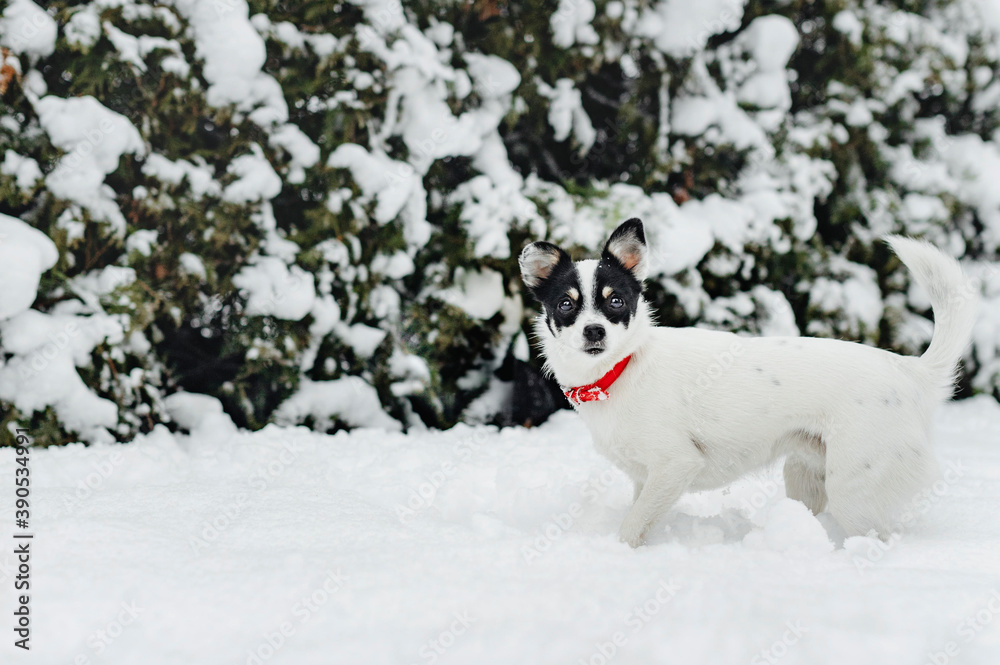 Dog walking in a snow covered garden