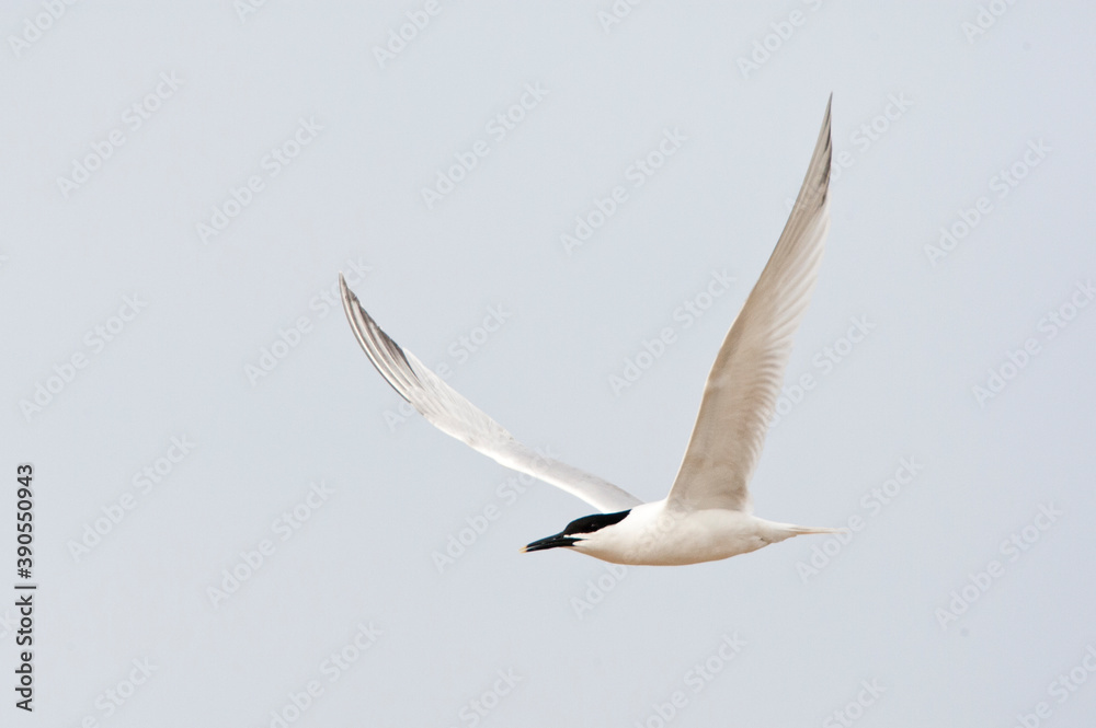 Grote船尾，Sandwich Tern，Sterna sandvicensis