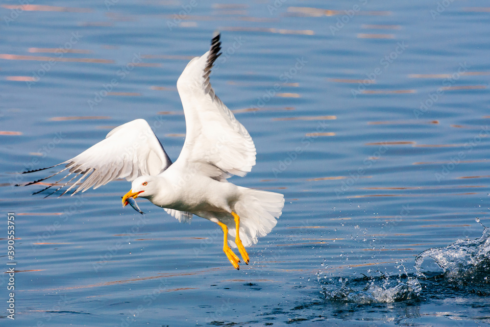 黄腿鸥，Larus michahelis michahellis