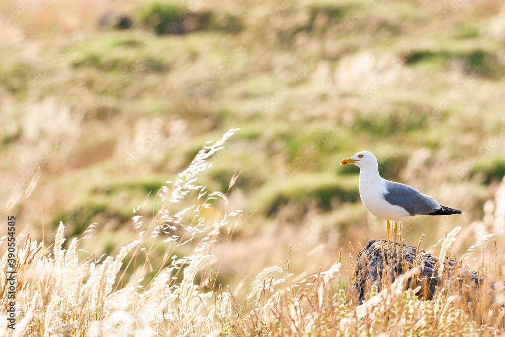 黄腿鸥，Larus michahelis michahellis