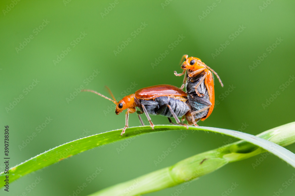 花园里的橙色ladibug