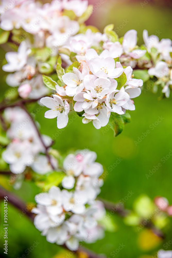 春天花园里的苹果树花枝