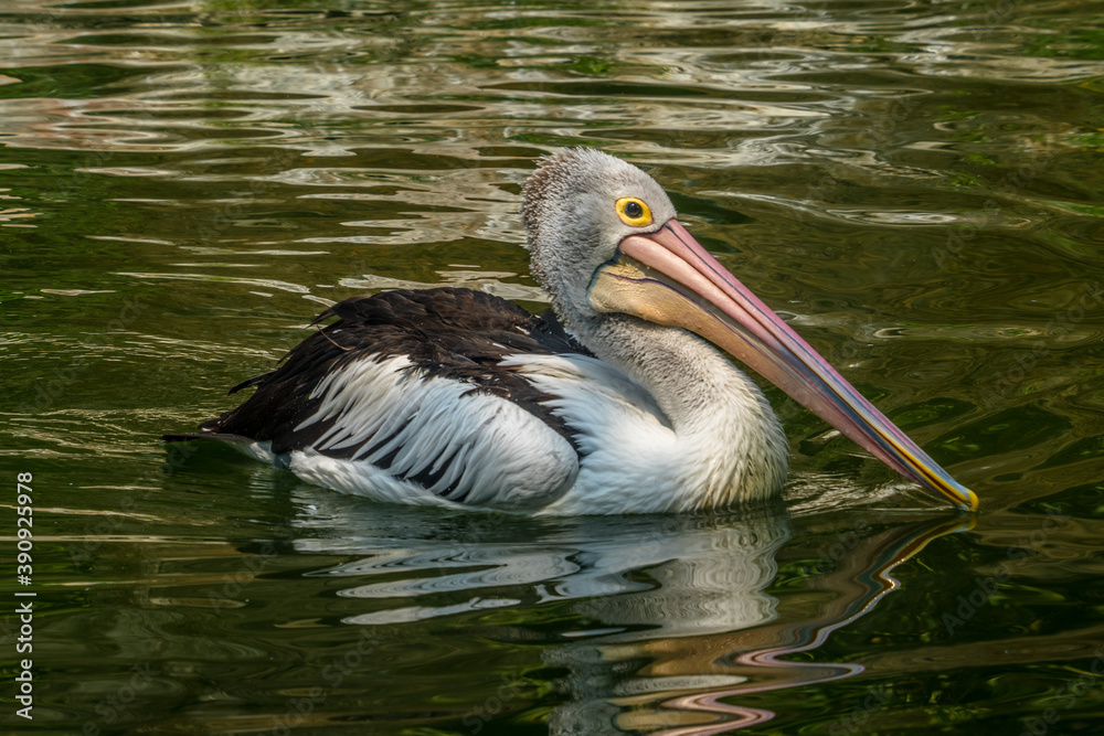 the pelican on the pond