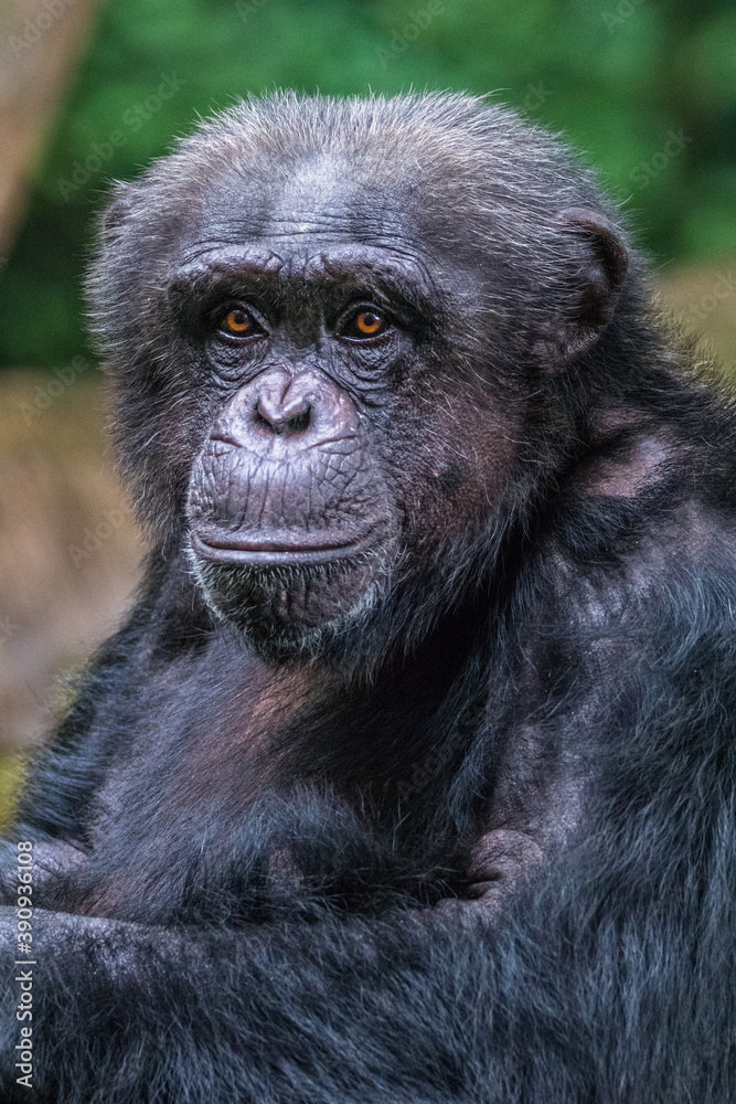 the close up of chimpanzee