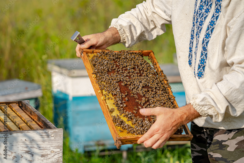 The beekeeper holds a honey cell with bees in his hands. Apiculture. Apiary.