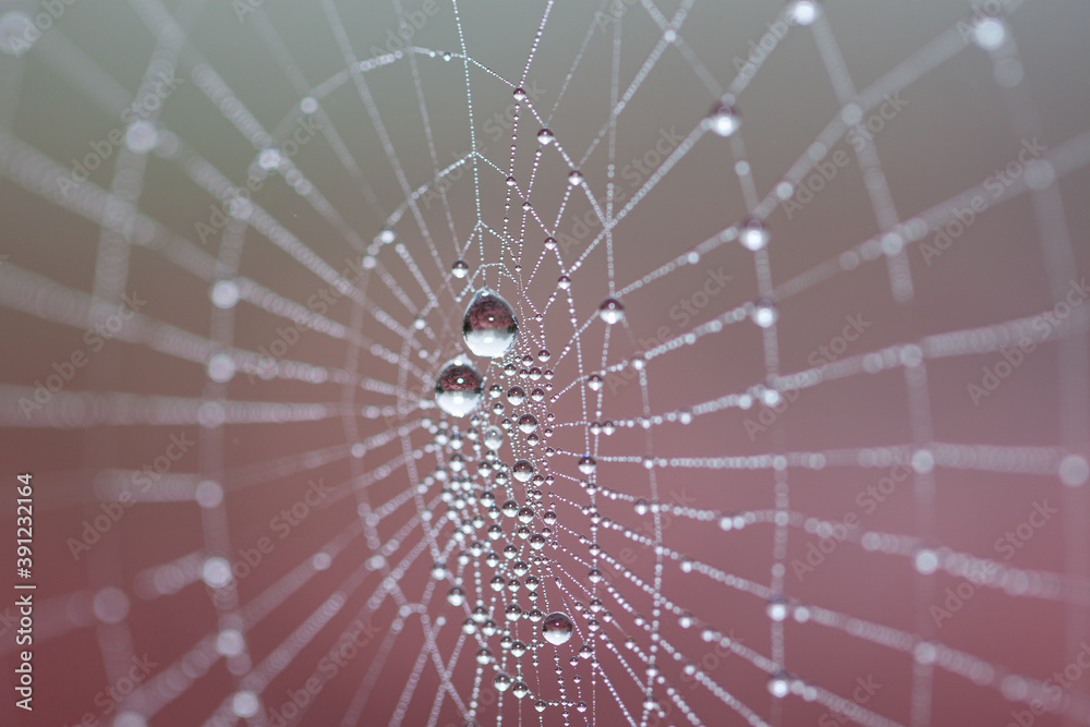 Rosée sur une toile daraignée 