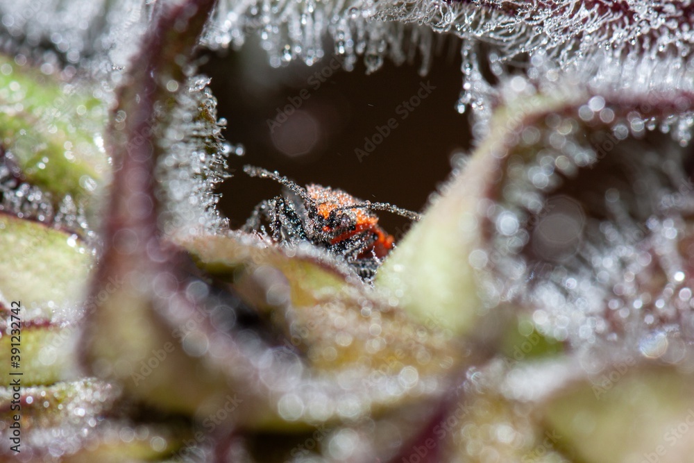 Punaise prise dans le givre macro