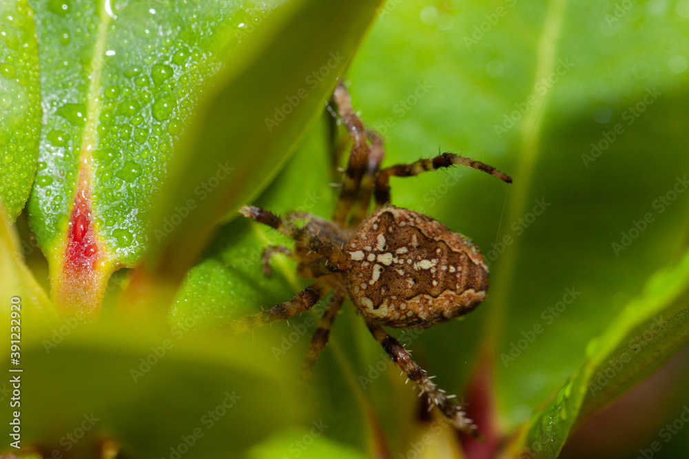 Petite araignée sur une feuille macro 