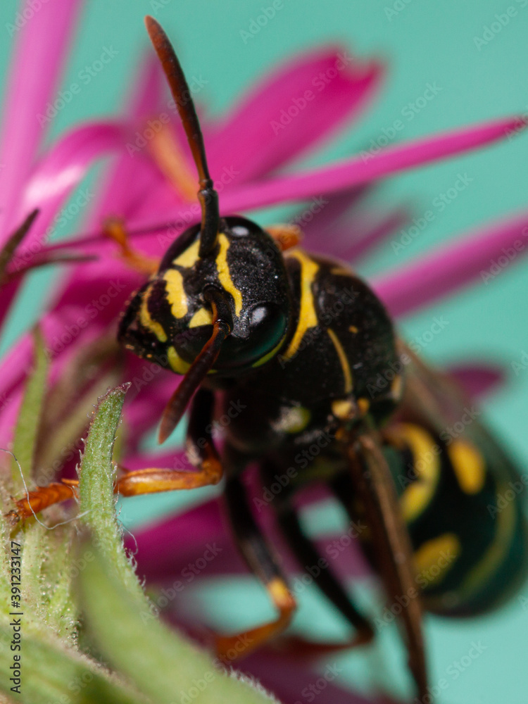 Guêpe sur une fleur gros plan macro  