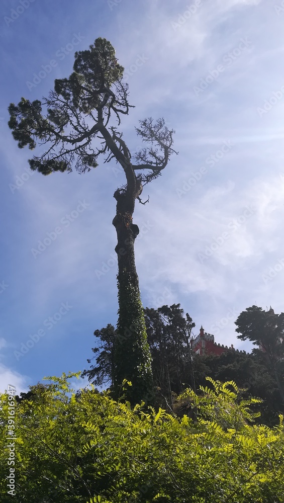 树，天空，自然，树木，绿色，森林，蓝色，景观，云，松，云，夏天，树叶，木头，