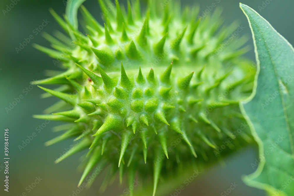 Detail of spiky seed capsule of hallucinogen plant Devils Trumpet (Datura Stramonium), also called 