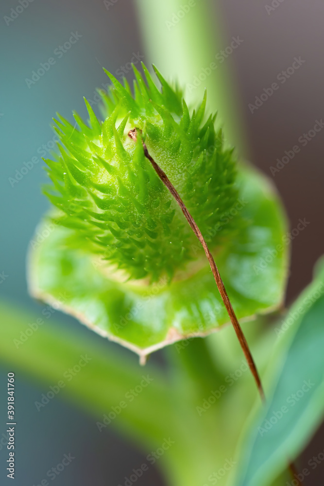 致幻剂植物魔鬼小号（Datura Stramonium）的尖刺种子胶囊的细节，也称为