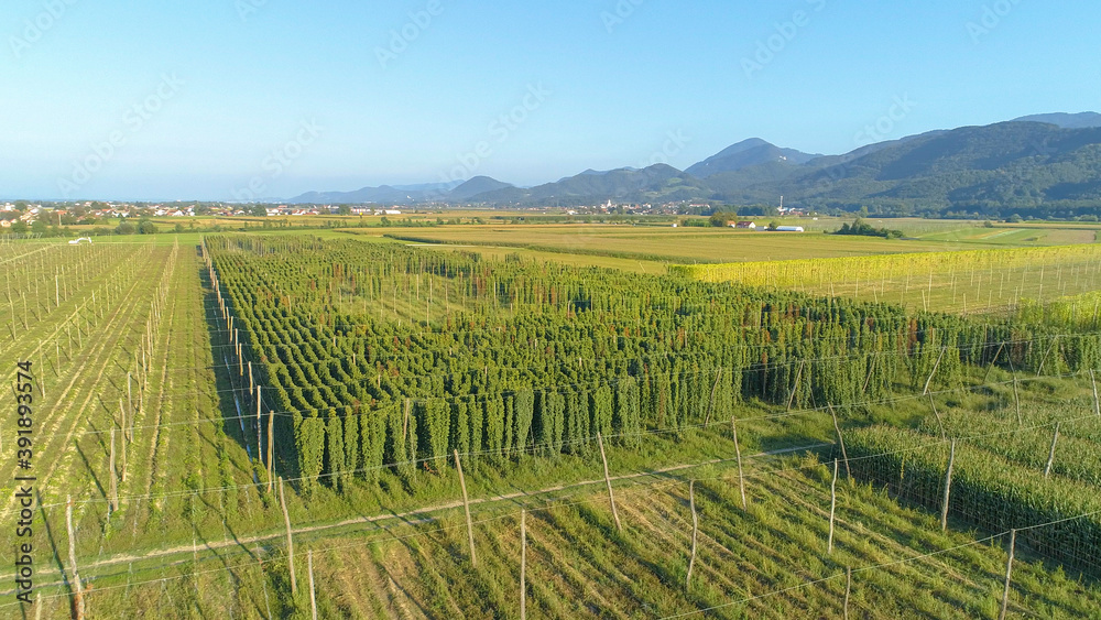 航空：在斯洛文尼亚乡村郁郁葱葱的啤酒花地周围飞行。