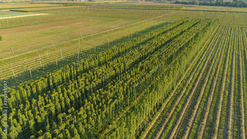 DRONE: Flying above long rows of hops growing in the warm summer sunshine.