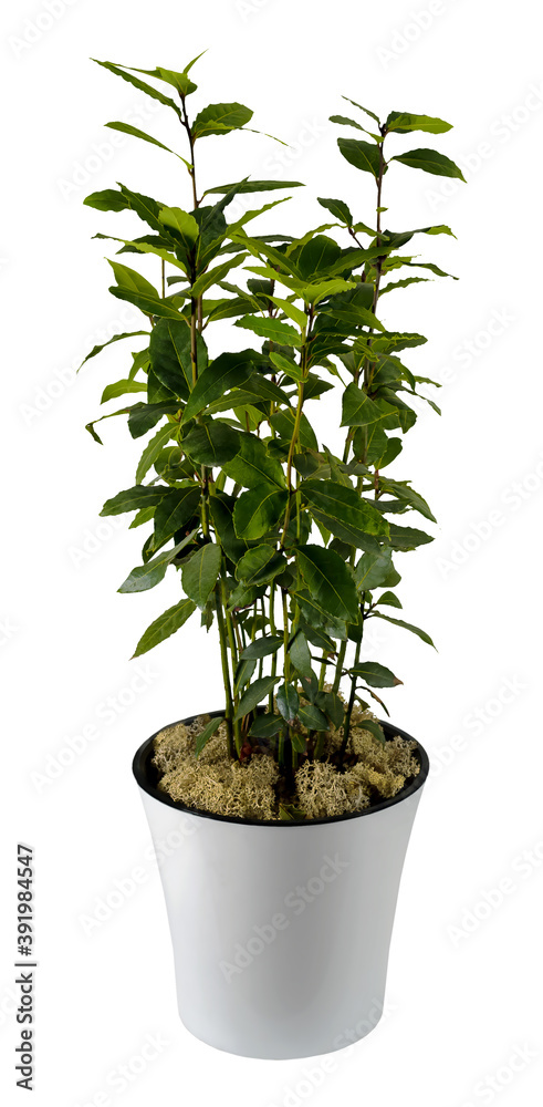 An indoor plant Laurus in white flower pot on white isolated background.