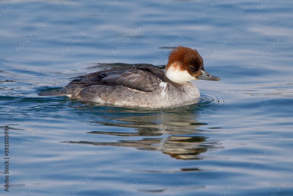 雄性和雌性smew（Mergelus albellus）在水中游泳的特写镜头