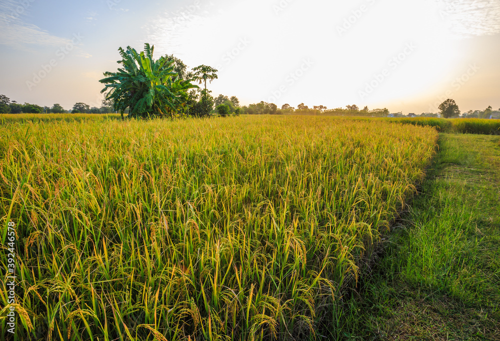 View of rice fields with yellow rice fields behind the setting sun