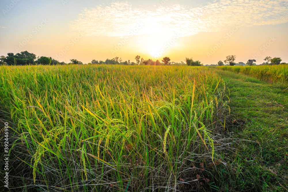 View of rice fields with yellow rice fields behind the setting sun