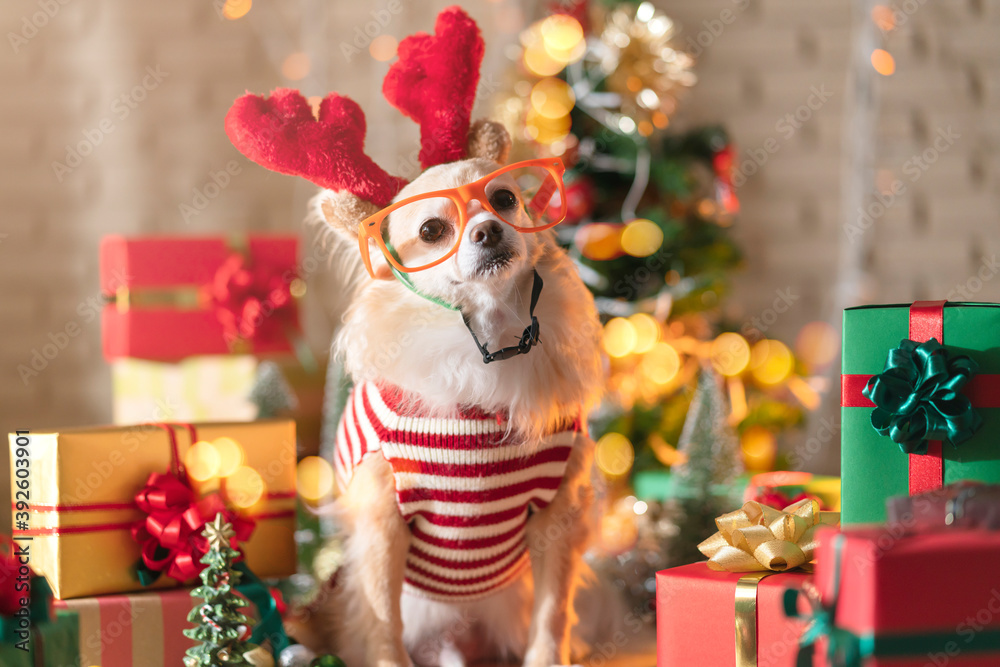 happiness and cheerful Dog breed Brown color Chihuahua with gifts present boxes and Christmas tree i