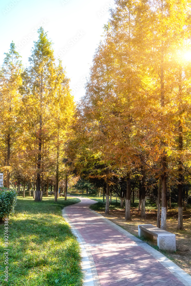 Yellow ginkgo forest in Jinqiu Park