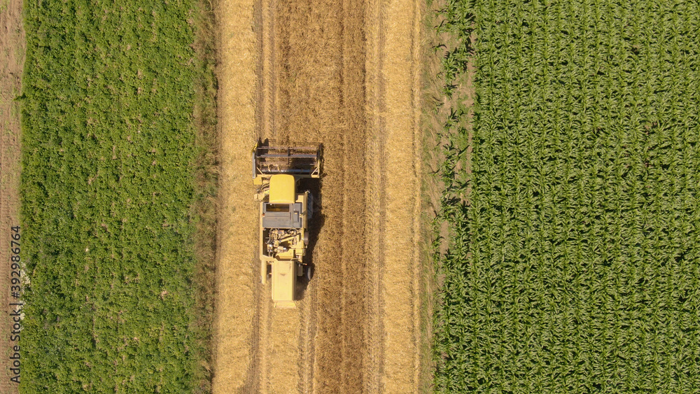 TOP DOWN: Flying above a harvester combing a field and collecting ripe wheat.