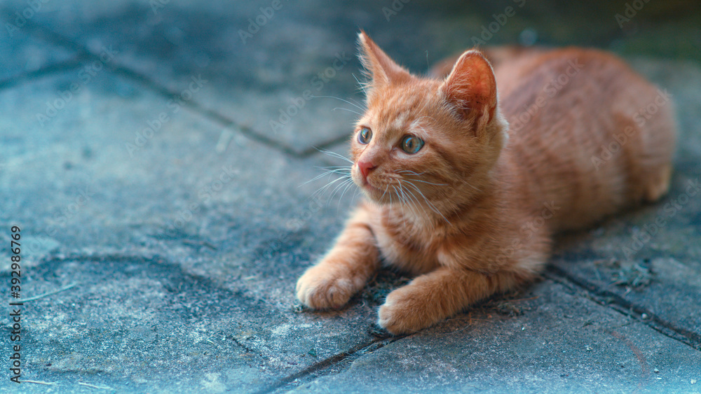 特写，复制空间：细心的橙色虎斑猫躺在黑色瓷砖地面上。