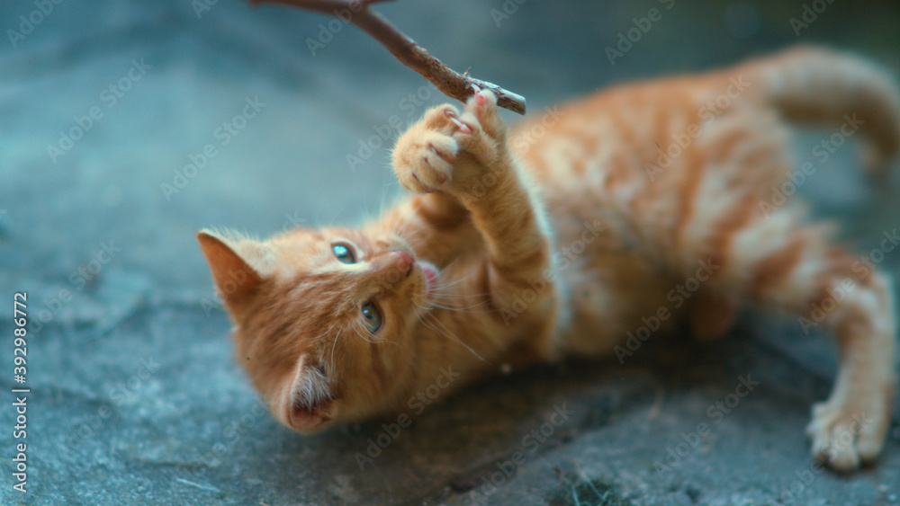 特写：好奇的姜黄色小猫和主人一起玩，用树枝逗弄它。