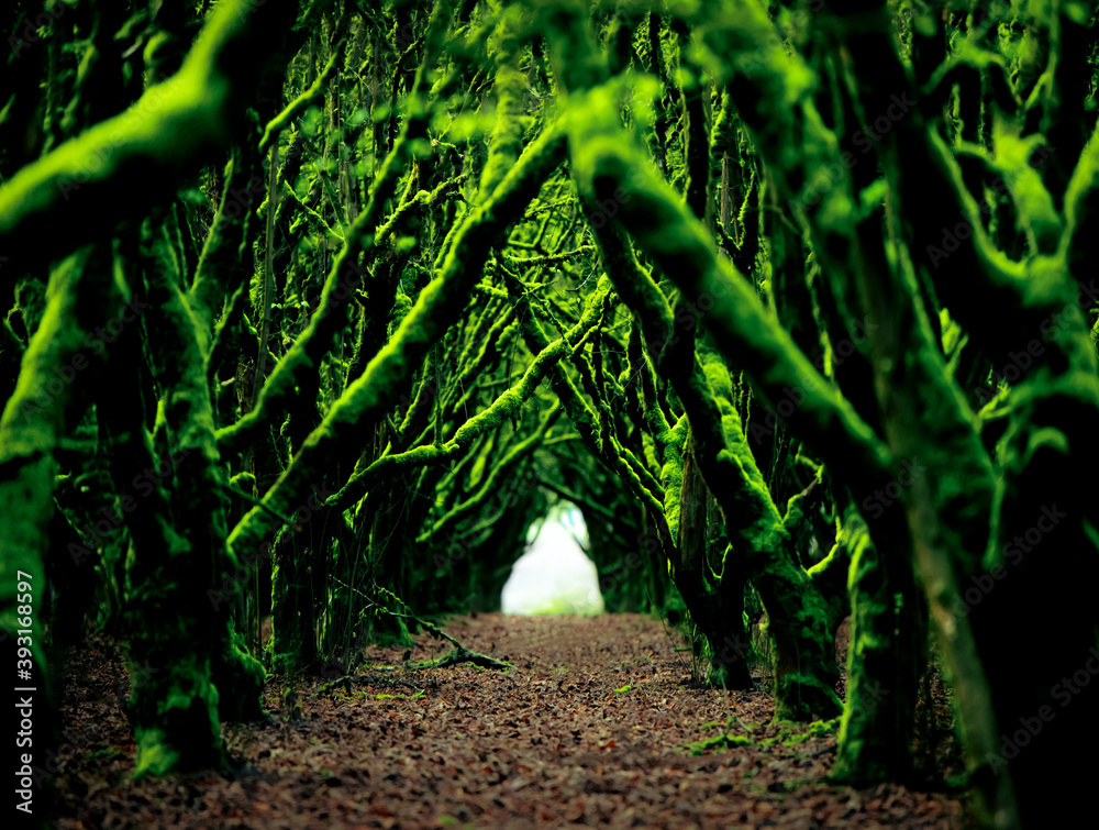 A tunnel through bright green mossy trees. A beautiful spring walk.  