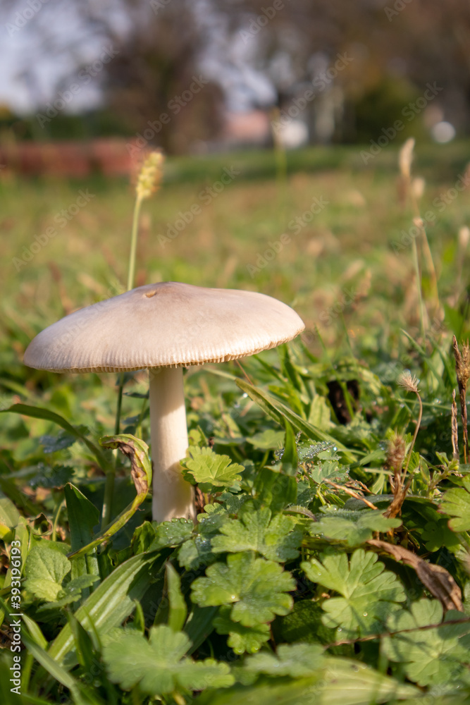 mushroom in the grass close up