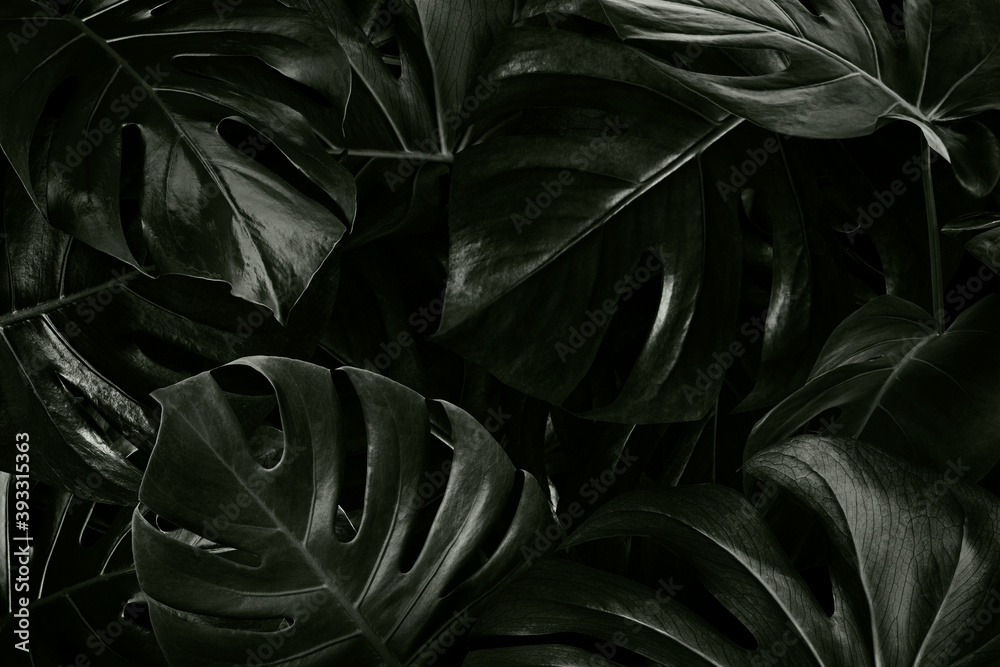 Monstera tropical leaves background wallpaper