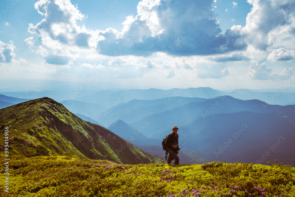 Photographer taking photo of rhododendron flowers covered mountains meadow in summer time. Landscape