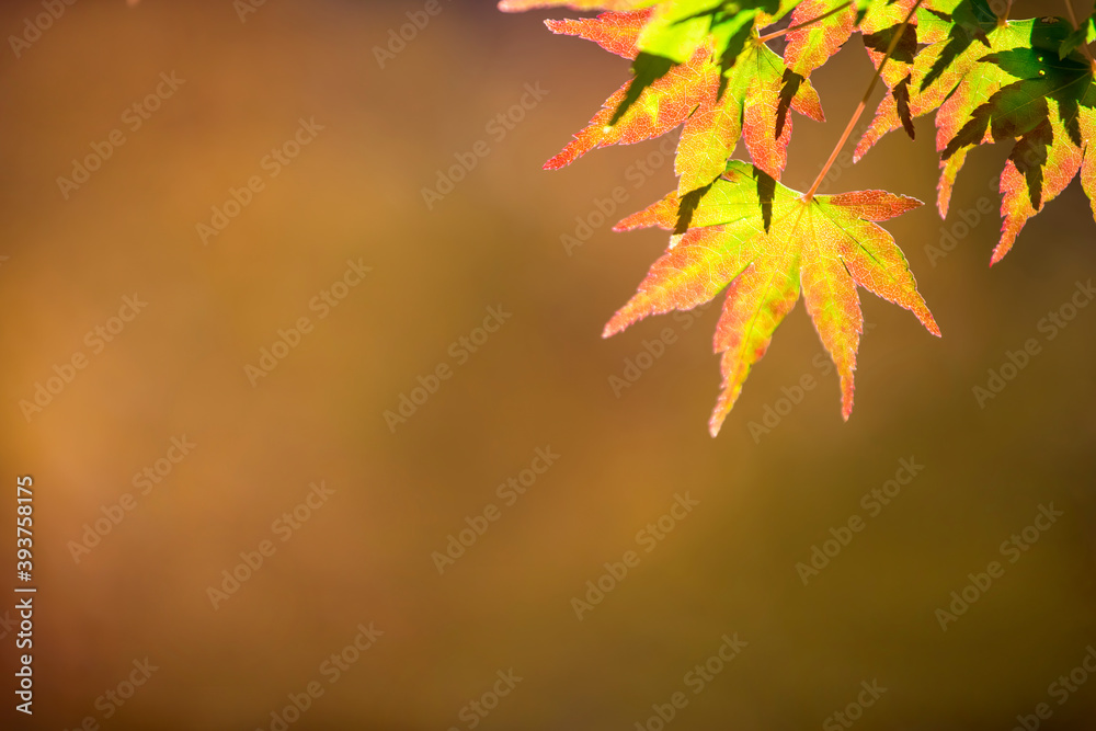 特写秋叶和棕色背景