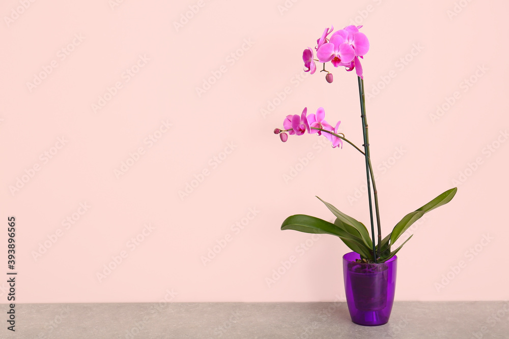 Beautiful orchid plant on table against light background