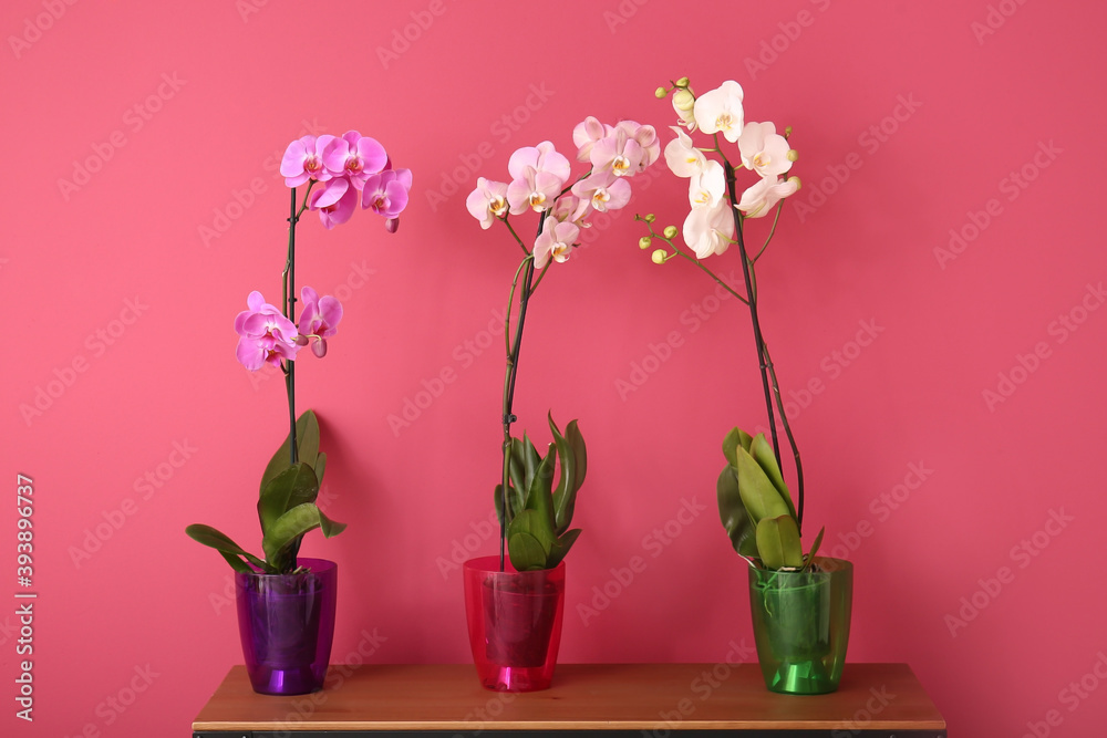 Beautiful orchid plants on table against color background