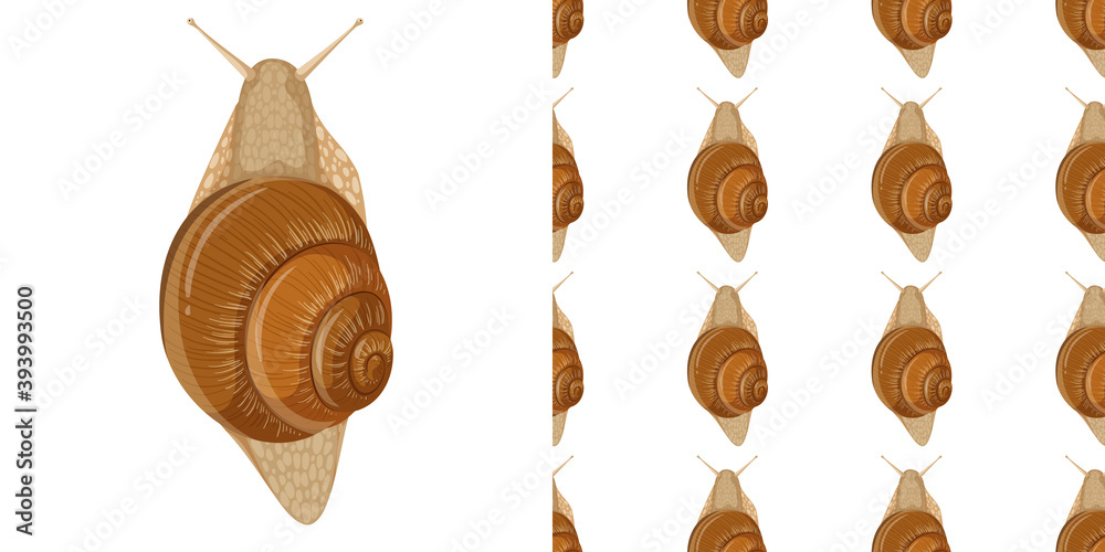 Snail isolated on white background and seamless