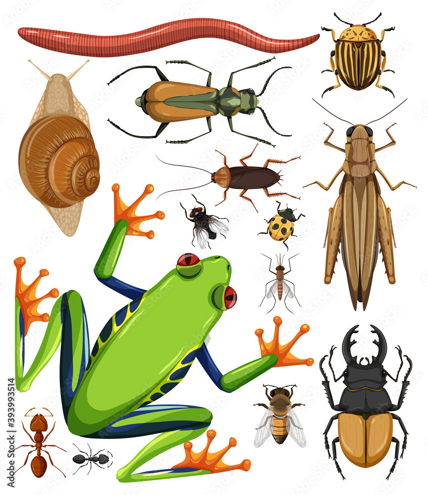 Set of different insects on white background