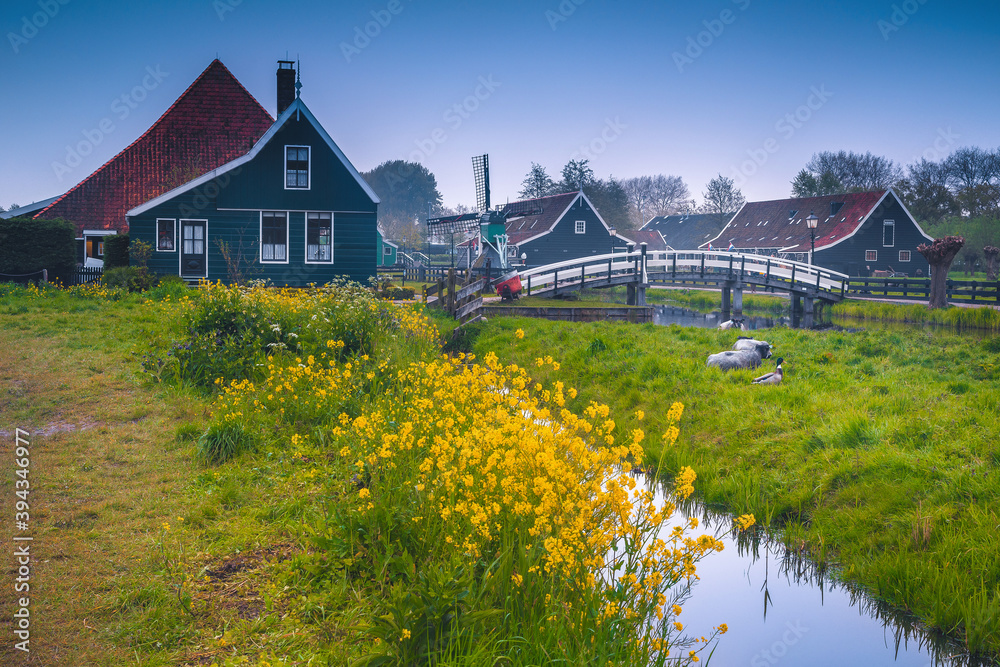 美丽的乡村早晨景观和荷兰Zaanse Schans村