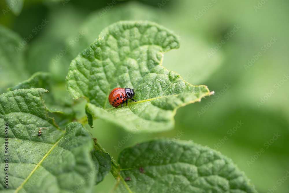 科罗拉多甲虫（Leptinotarsa decemlinita）幼虫吃马铃薯植物的叶子。昆虫的特写