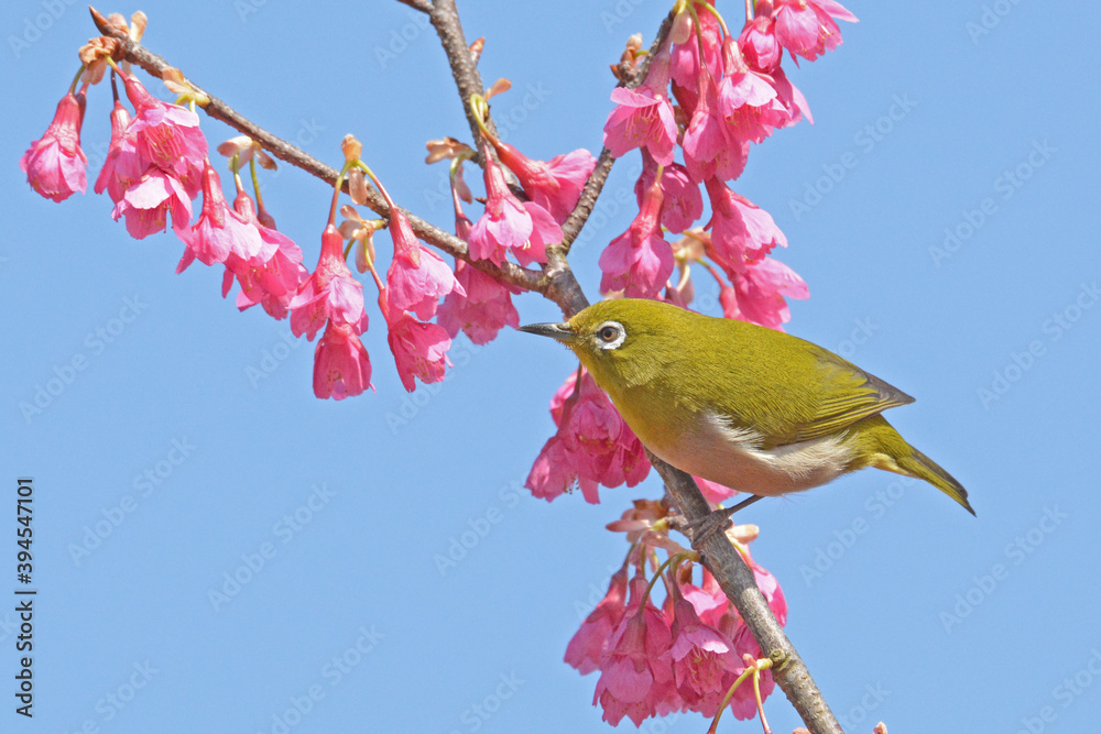 桜とメジロ