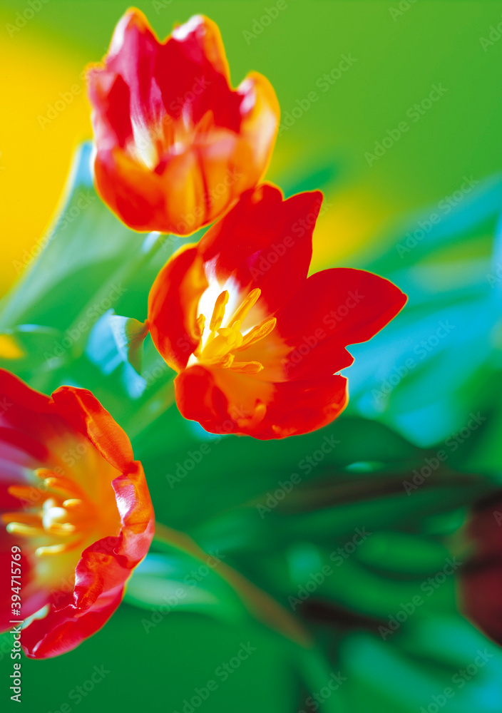 Tulipes rouges en gros plan en studio